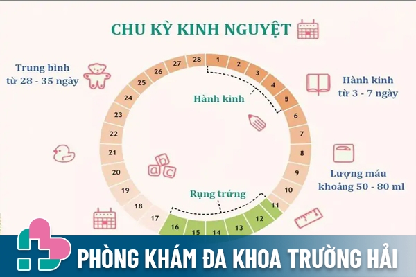 Kinh nguyệt bình thường tức chu kỳ kinh diễn ra đều đặn mỗi tháng