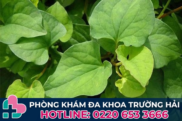 Cách chữa bệnh trĩ bằng phương pháp dân gian - Dùng diếp cá