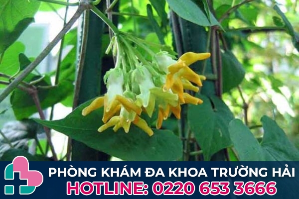 Cách chữa bệnh trĩ bằng phương pháp dân gian - Dùng hoa thiên lý