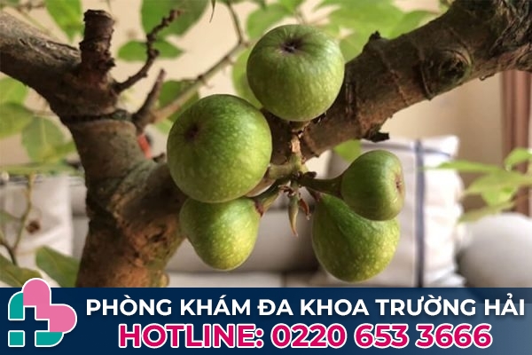 Cách chữa bệnh trĩ bằng phương pháp dân gian - Dùng quả sung