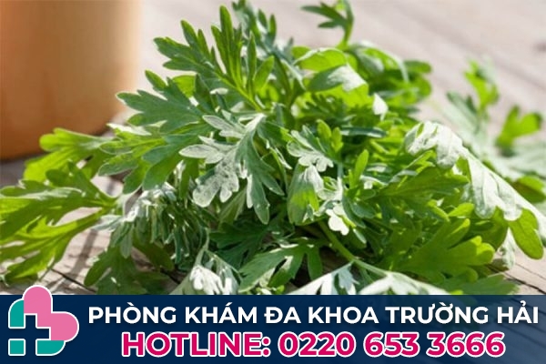 Kết hợp lá ngải với các loại thảo dược khác để chữa bệnh trĩ